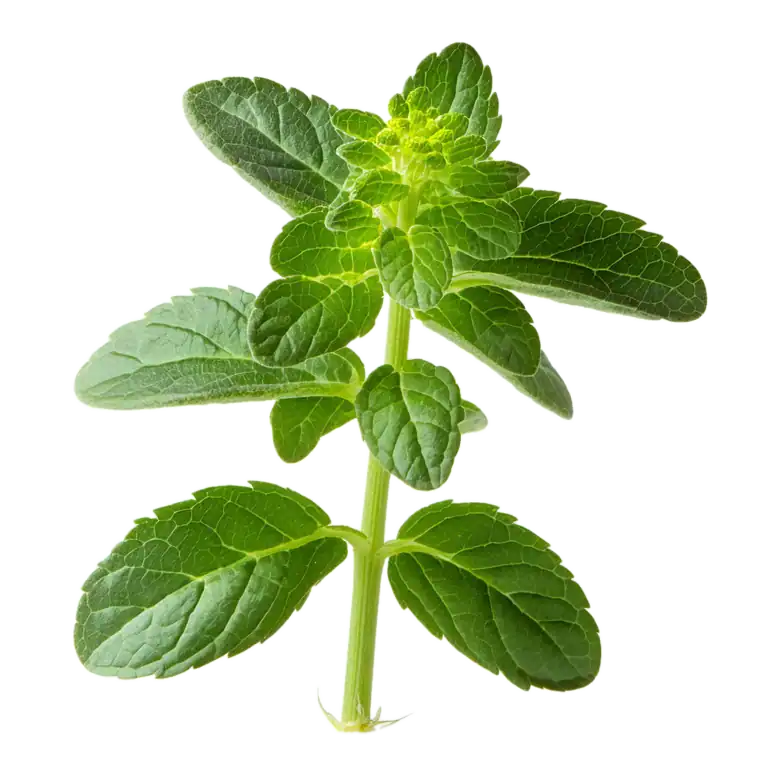 Hierba de menta fresca y saludable, ideal para infusiones, cocina y remedios naturales. Cultivo ecológico y sostenible en huerto.bio, promoviendo salud y bienestar con plantas medicinales.