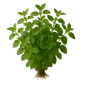Hierba fresca de orégano con raíces visibles en fondo claro, ideal para cocina saludable y cultivo ecológico.