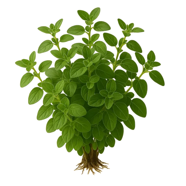 Hierba fresca de orégano con raíces visibles en fondo claro, ideal para cocina saludable y cultivo ecológico.