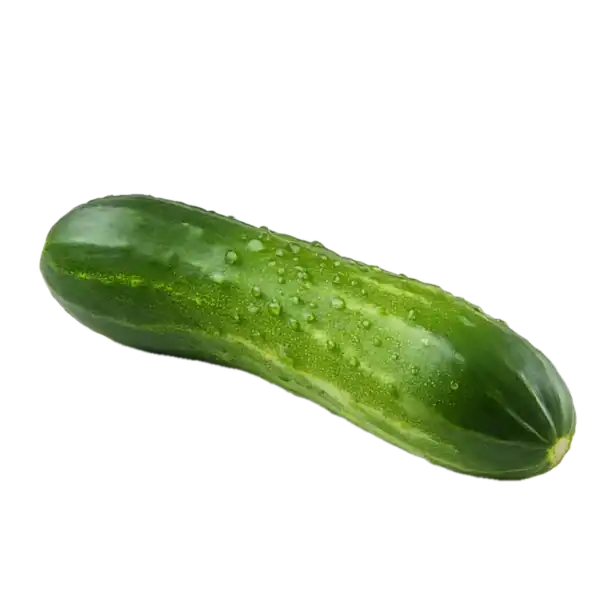 Calabacín ecológico fresco con gotas de agua, cultivo orgánico, saludable, ideal para dietas veganas y vegetarianas, producto de huerto biosostenible.