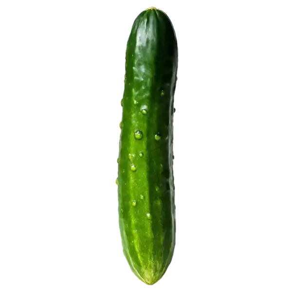 Pepino ecológico orgánico con gotas de agua, cultivo natural y saludable para una alimentación consciente y sostenible.