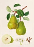 Peras verdes en rama con hojas y flores, ilustración botánica detallada.