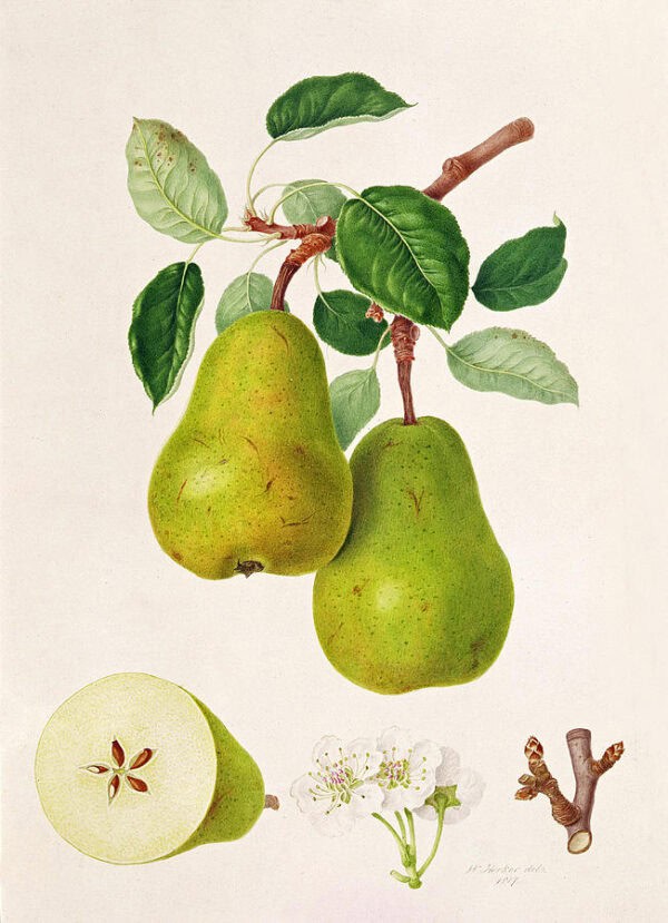 Peras verdes en rama con hojas y flores, ilustración botánica detallada.