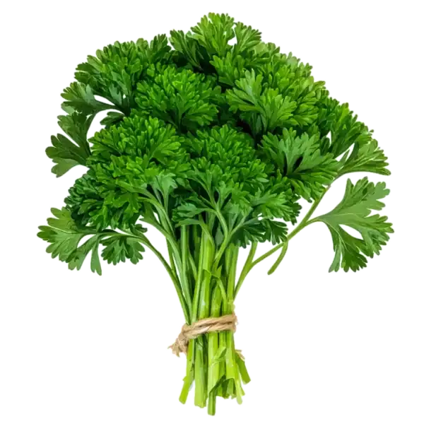 Fresca rama de perejil orgánico, ingrediente natural y saludable para cocinar, en fondo blanco, ideal para huerto bio y agricultura ecológica en casa.