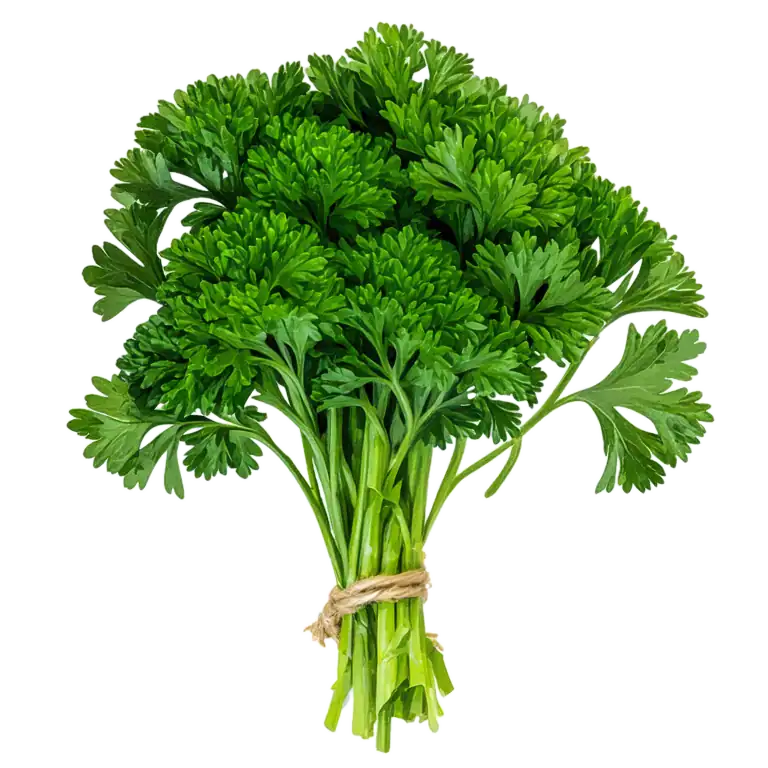 Fresca rama de perejil orgánico, ingrediente natural y saludable para cocinar, en fondo blanco, ideal para huerto bio y agricultura ecológica en casa.