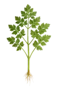 Perifollo