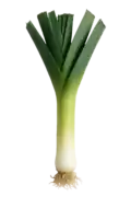 Verdura ecológica, cebolleta fresca y saludable para huerto bio y jardinería orgánica.