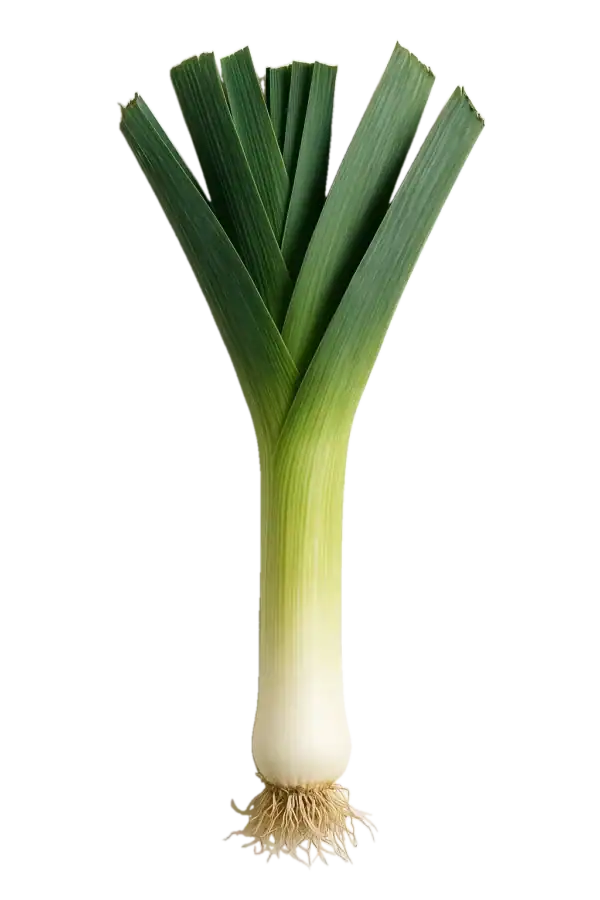 Verdura ecológica, cebolleta fresca y saludable para huerto bio y jardinería orgánica.