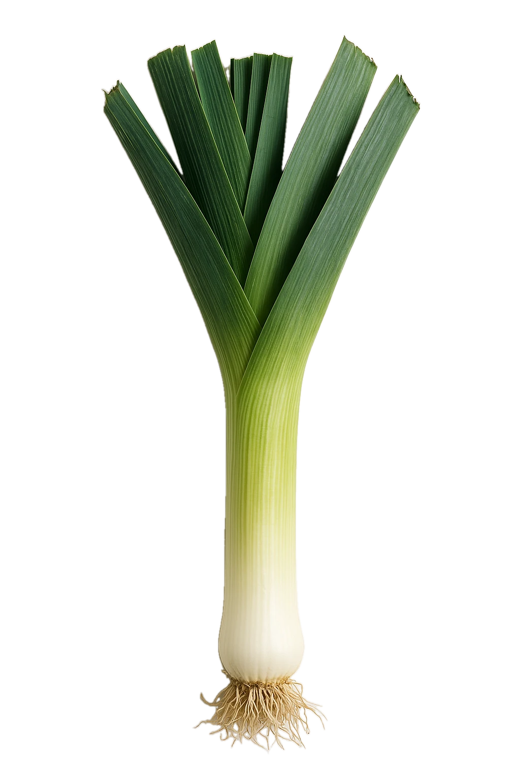 Verdura ecológica, cebolleta fresca y saludable para huerto bio y jardinería orgánica.