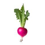 Radish fresco y saludable con hojas verdes en un huerto natural.