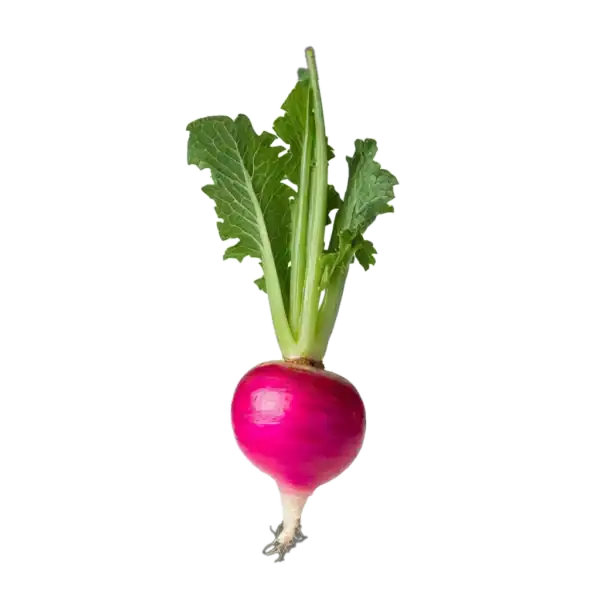 Rábano: imagen 1