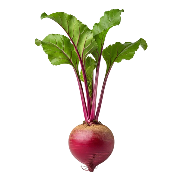 Raíz de remolacha con hojas verdes, cultivo ecológico, saludable, vegano, orgánico, hortaliza, alimentación saludable, agricultura sostenible, huerto ecológico.