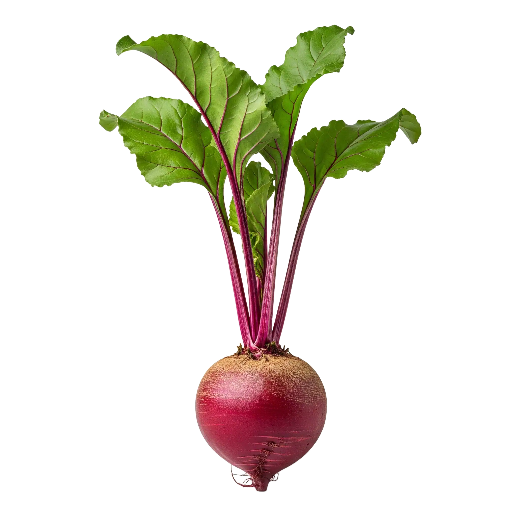 Raíz de remolacha con hojas verdes, cultivo ecológico, saludable, vegano, orgánico, hortaliza, alimentación saludable, agricultura sostenible, huerto ecológico.