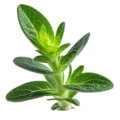 Salvia