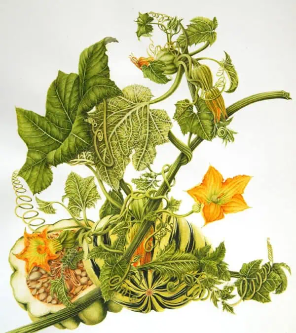 Girasoles y calabazas ecológicas en un huerto de agricultura orgánica, cultivo biodinámico y sustentable para una alimentación saludable y respetuosa con el medio ambiente.