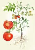 Variedad de plantas de tomate en diferentes etapas de crecimiento con raíces y frutos, ilustración botanical para agricultura ecológica y cultivo orgánico.