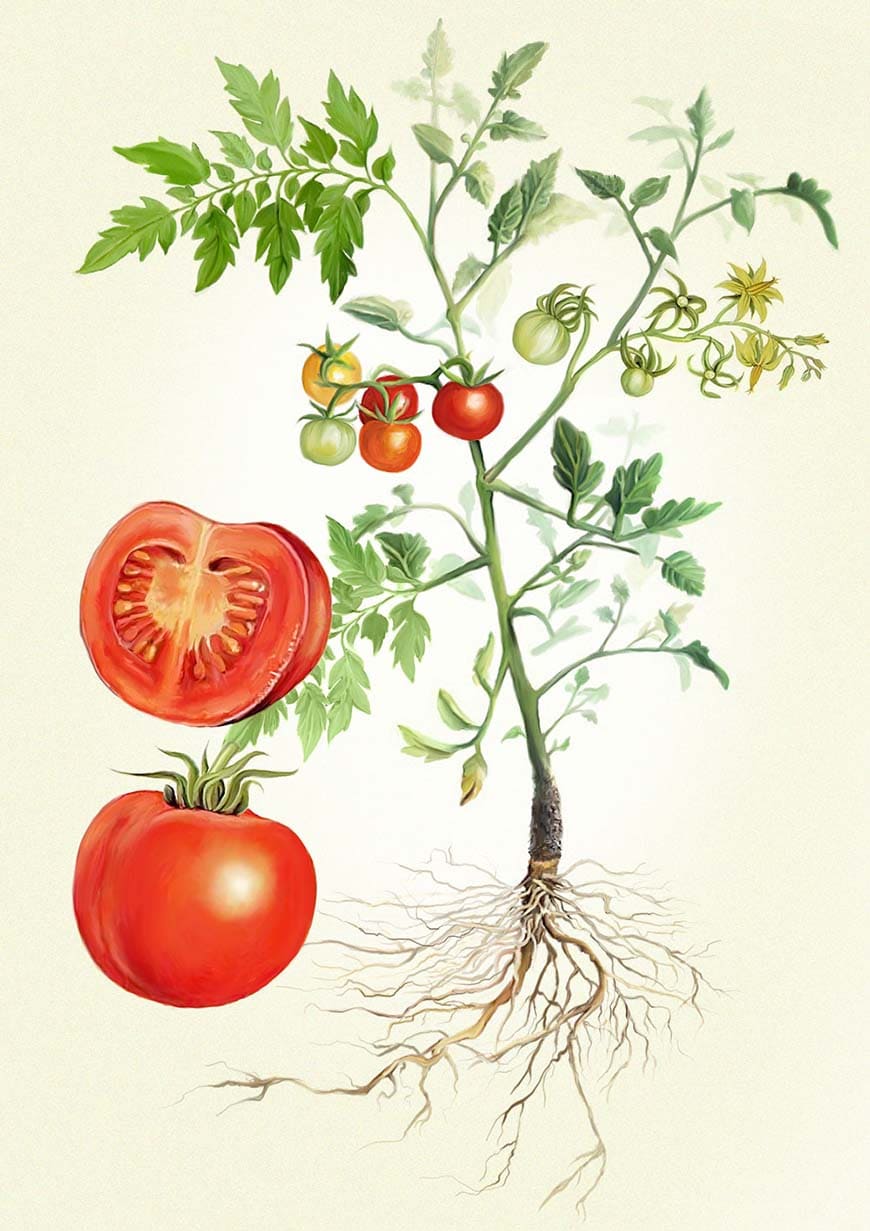 Variedad de plantas de tomate en diferentes etapas de crecimiento con raíces y frutos, ilustración botanical para agricultura ecológica y cultivo orgánico.