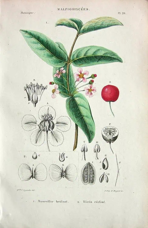 Hoja de planta con flores y fruta, ilustración vintage de botánica, ideal para contenido sobre huertos orgánicos y agricultura ecológica.