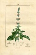 Alto en verde y rosa con hojas grandes y floración en espigas, planta de albahaca clásica.