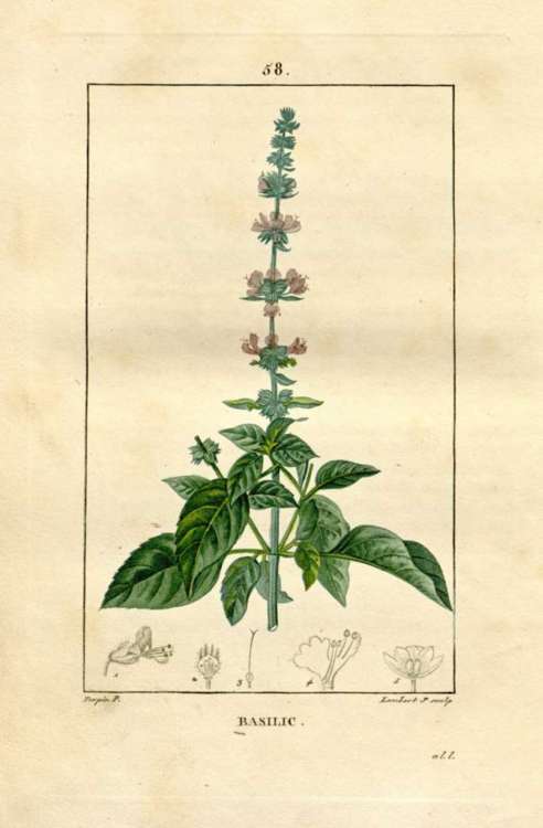Alto en verde y rosa con hojas grandes y floración en espigas, planta de albahaca clásica.