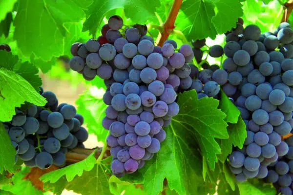 Uvas moradas frescas en vid de huerto ecológico, ideales para consumo directo o elaboración de vinos y zumos naturales. Cultivo sostenible y saludable para una dieta equilibrada.