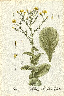 Lechuga: imagen 4