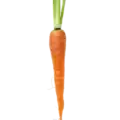 Zanahoria