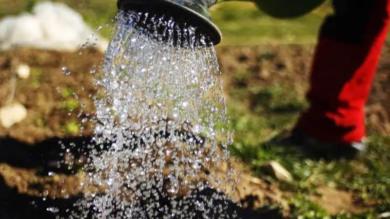 Regadera regando tierra en huerto ecológico en outdoors, agricultura sostenible y cultivo orgánico.