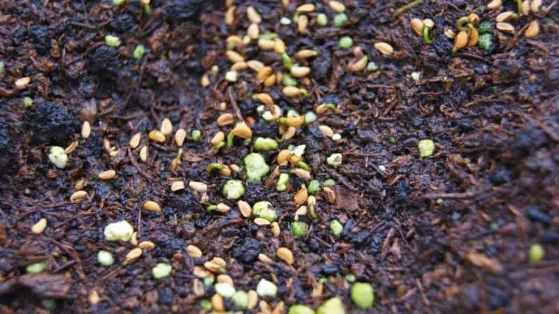 Semillas de hortalizas ecológicas en tierra fértil para cultivo sostenible en Huerto.Bio.