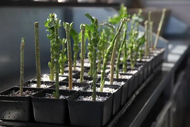 Jardinería ecológica y cultivo orgánico en huerto.bio con plantas en crecimiento en bandeja de semillas bajo luz natural.