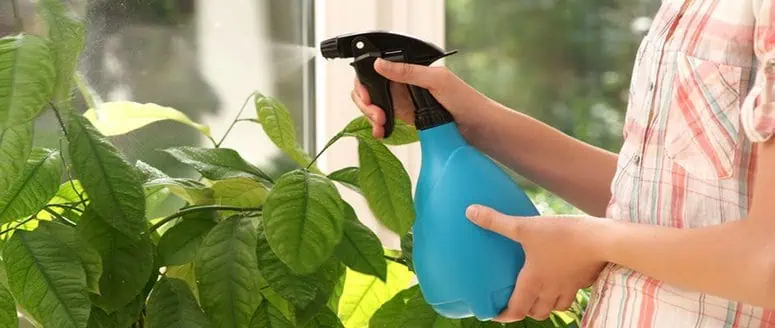 Riego de plantas en huerto ecológico con pulverizador, cultivo sostenible en casa, huerto bio, cuidado de verduras y hortalizas orgánicas, agricultura ecológica.