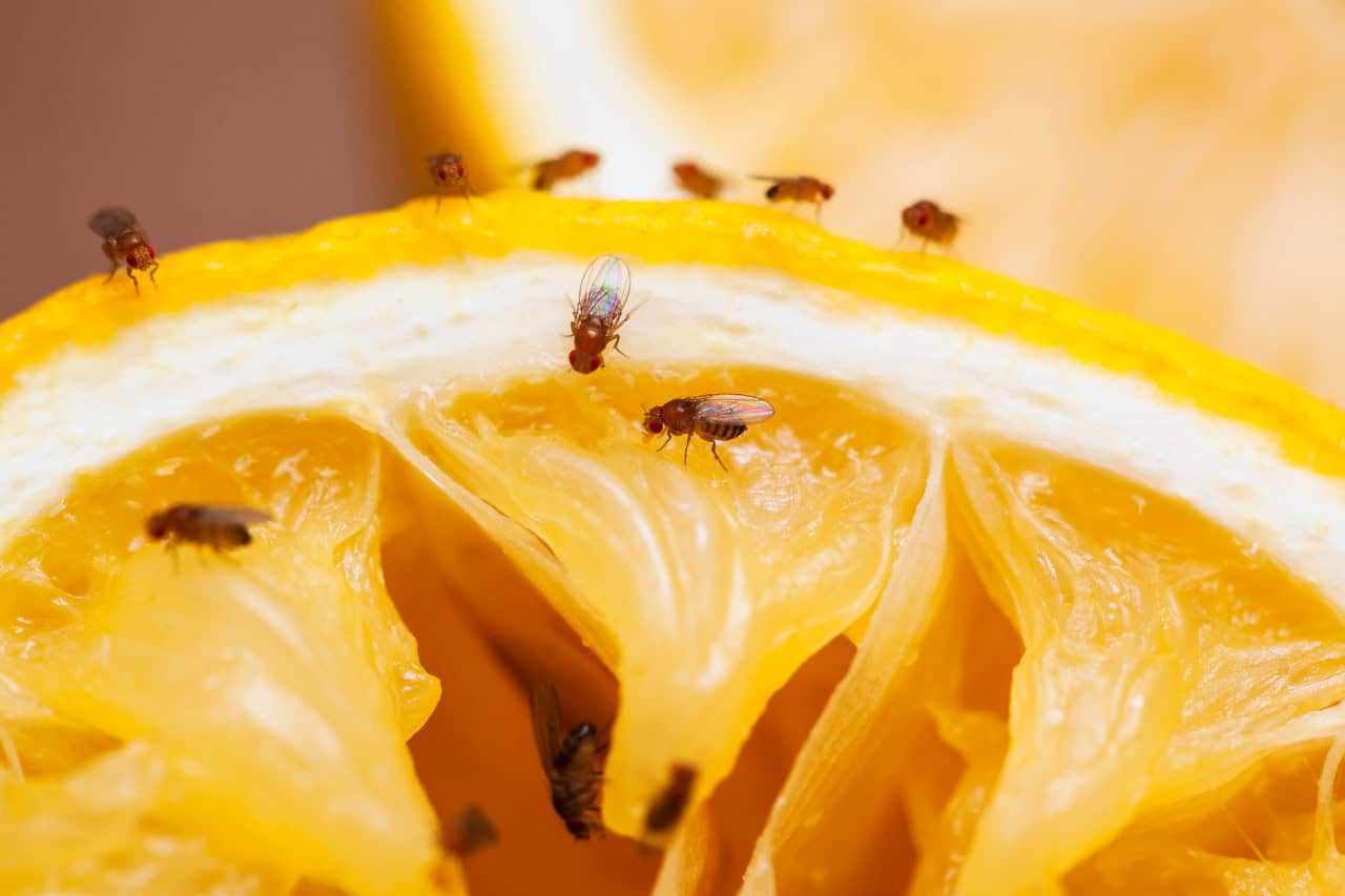 Mosca de la fruta