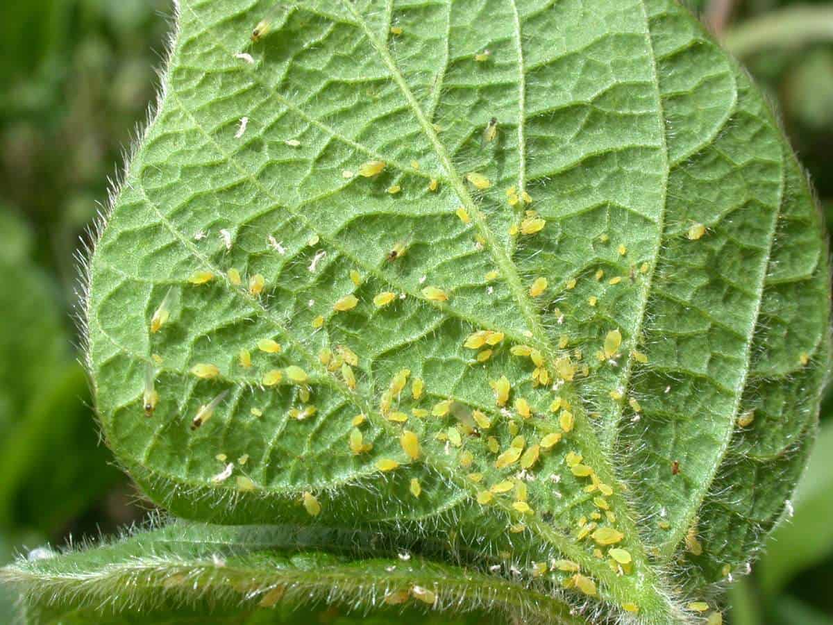 Verdura infestada de pulgones, plaga común en huertos ecológicos, afectando hojas verdes y saludables en cultivo orgánico.