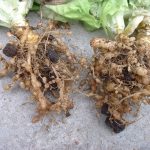 Nematodos