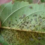 Hongo de mildiu en hoja de planta agrícola dañada, plaga común en cultivos orgánicos y tradicionales.