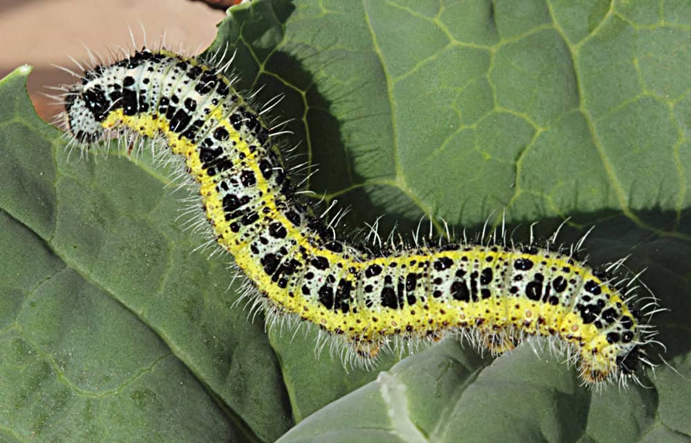 Orugas de las coles