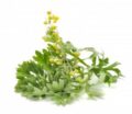 Flores comestibles y plantas aromáticas de huerto ecológico, ideales para cultivo sostenible y decoración natural.