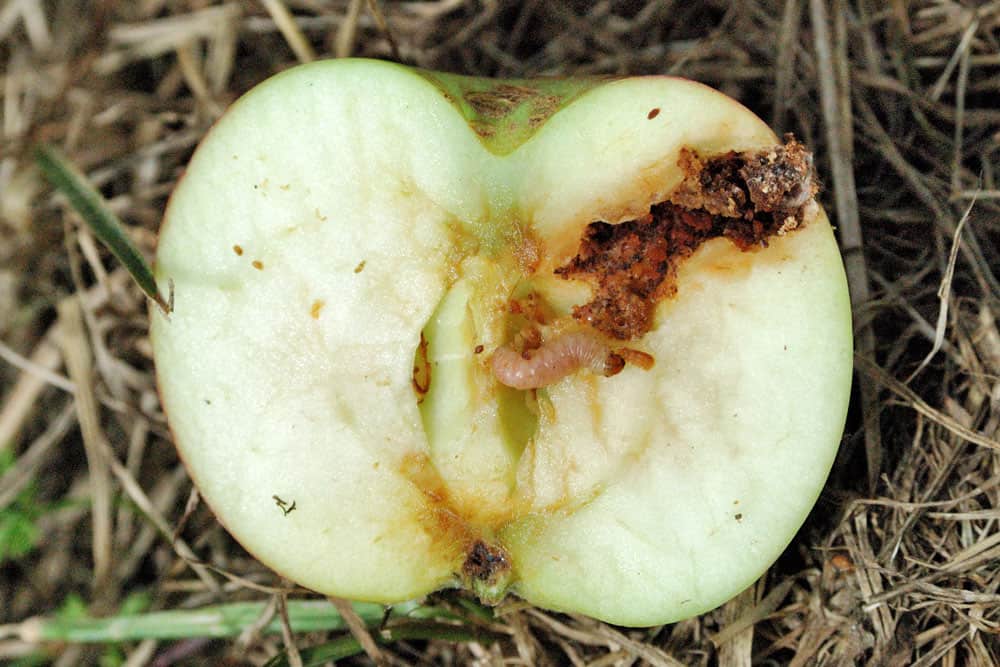 Carpocapsa o agusanado de las frutas