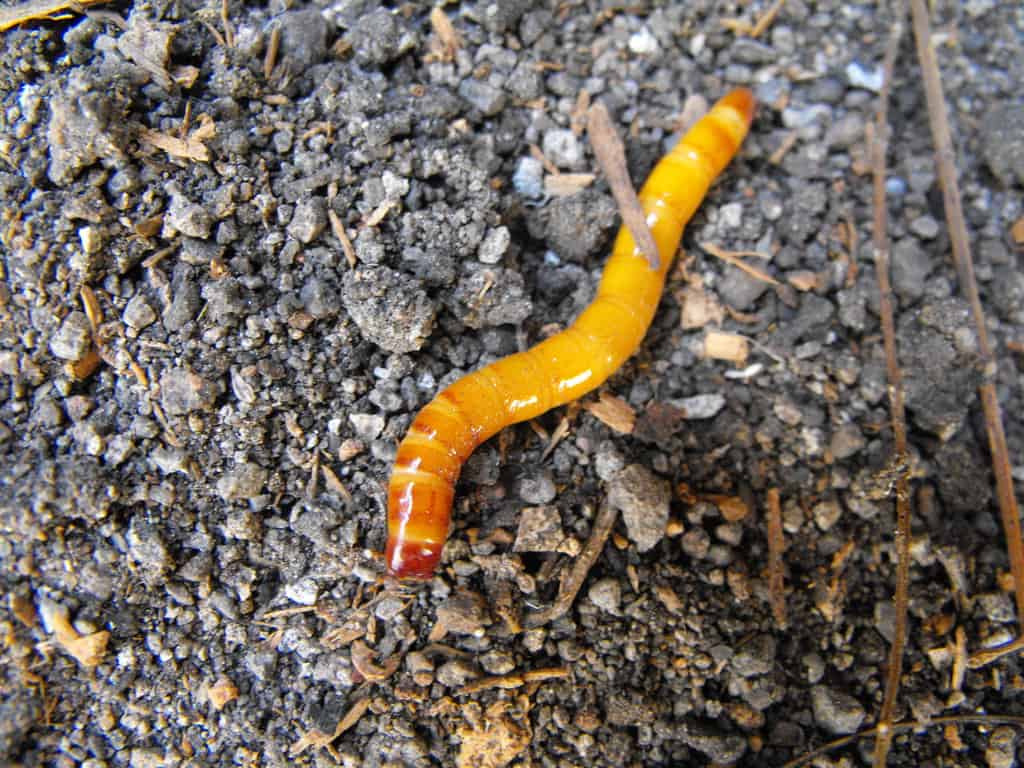 Gusanos de alambre