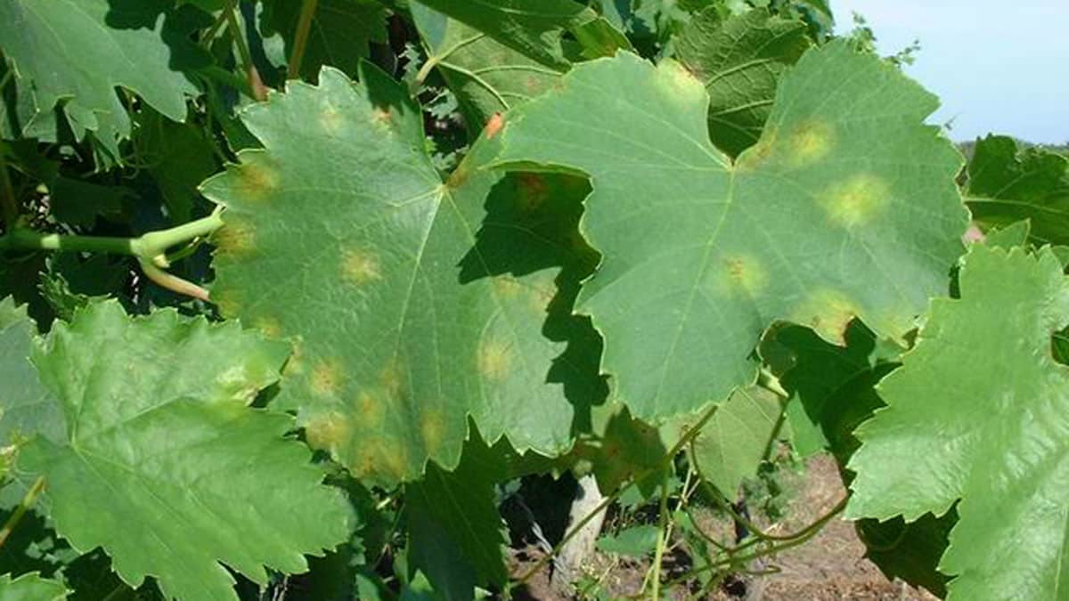 Hojas de vid de uva con puntas dentadas y tonos verdes, en un viñedo ecológico, ideal para agricultura sostenible y producción de vino orgánico.