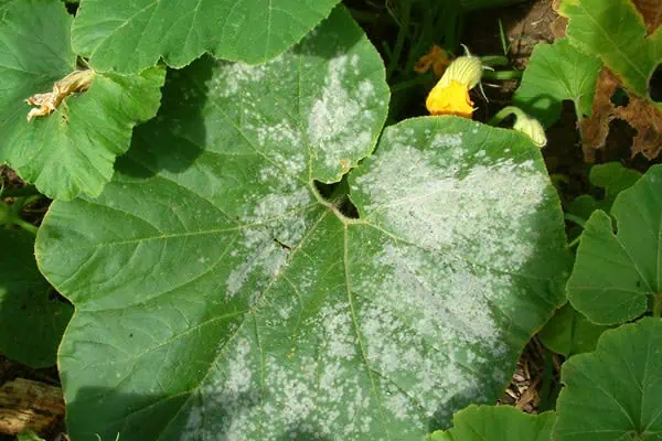 Raíz de calabaza con manchas blancas en las hojas, cultivo ecológico y saludable en huerto.bio.