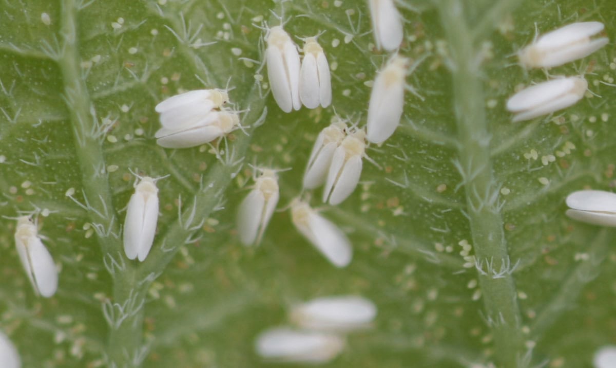 Mosca blanca