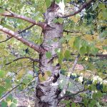 Árbol frutal con hojas verdes y tronco de corteza blanca en huerto ecológico.