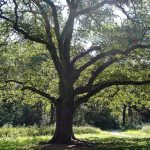 Árbol frondoso en un bosque con luz solar filtrada a través de las hojas, escena natural y tranquila.