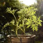 Huerto.bio planta de perejil en maceta creciendo al sol, cultivo ecológico y fresco, ideal para cocina saludable y jardinería sostenible en casa.