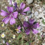 Flores violetas de planta aromática en huerto ecológico en primavera, cultivo natural y orgánico en huerto.bio.