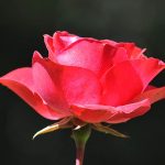 Rosa roja en primer plano, belleza natural y flor vibrante, ideal para jardín, decoración y cultivo de rosas ecológicas.