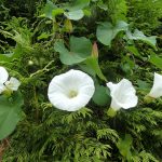 Flores blancas de Datura en un jardín natural con follaje verde denso, mostrando especies de plantas ornamentales y medicinales en un entorno ecológico y sostenible.