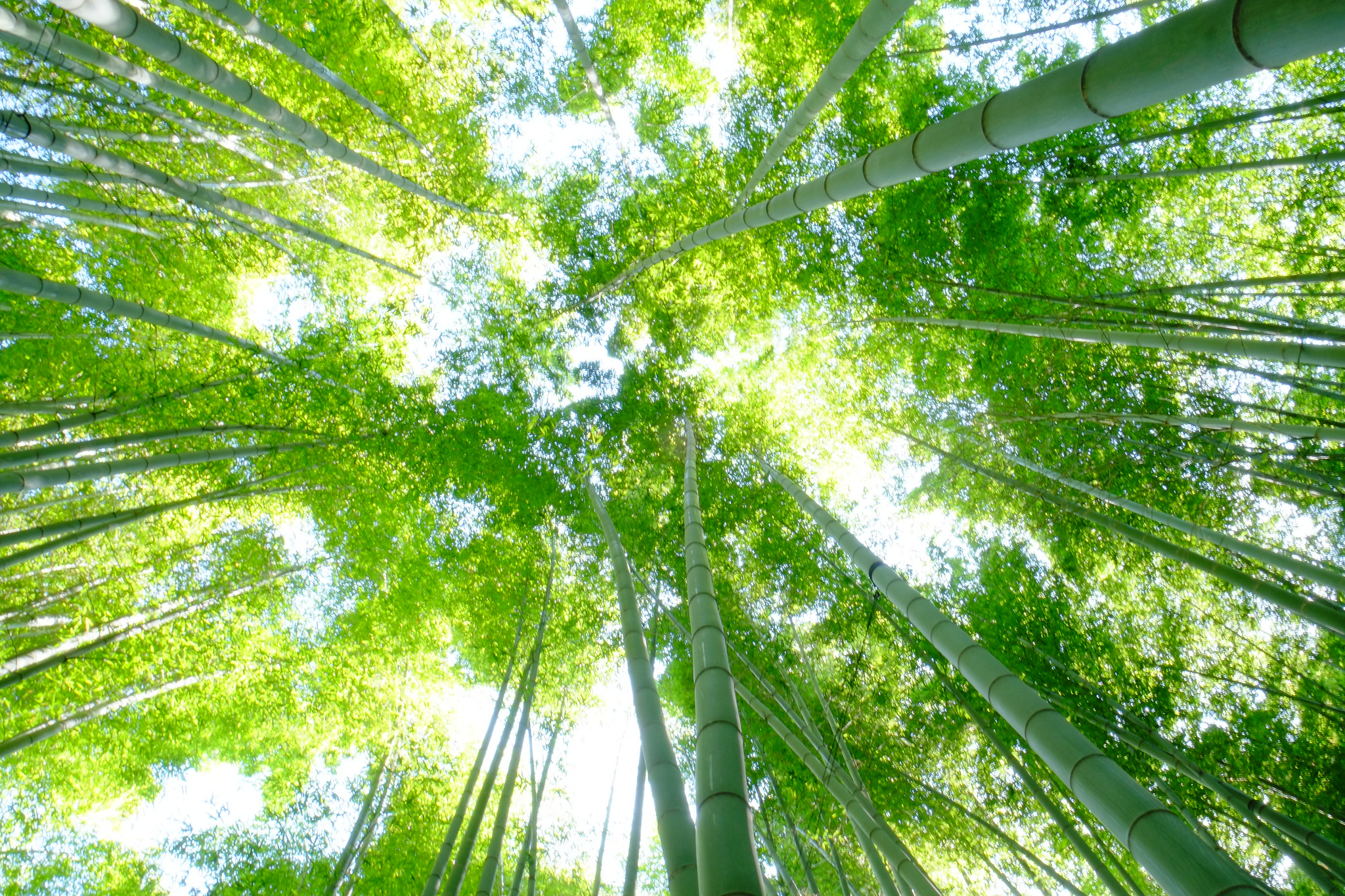 Brotes de bambú en un bosque, vista aérea hacia el cielo con hojas verdes, naturaleza ecológica, entorno de vegetación sostenible y vida al aire libre.