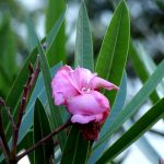 Flores de flor de impulsos morados y hojas verdes de planta de jardín en un entorno natural, destacando la belleza y singularidad de la flora en espacios verdes ecológicos.